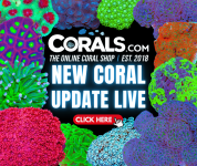 new coral(18).png