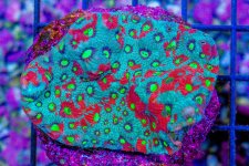 DSC05241.jpg