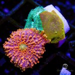 CoralAuction26_58ea2d61-7d19-421c-a446-1346df8906e1.jpg