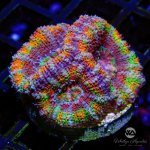 CoralAuction44_dc1d57d4-dfee-401f-b9c4-3467425fb1ec.jpg