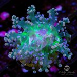 CoralAuction42_aef98e80-eb9f-4a39-978e-cfe115baec49.jpg