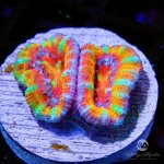 CoralAuction32_d7394d64-6246-4b10-929d-9b1da45baa8e.jpg