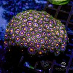CoralAuction52_d7c28815-792c-42f5-b5ae-f8d06736ecd1.jpg