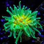 CoralAuction45_de08941c-9147-48f9-a442-65ce876e3df2.jpg
