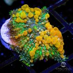 CoralAuction46_53ce9bdd-dbe2-4024-aed9-ea4cde781594.jpg