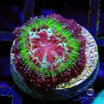 CoralAuction44_a042ddad-2875-48e0-b858-188df3a9c451.jpg