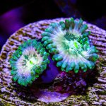CoralAuction50_a4680027-db5b-4e31-902c-a03d1c9d73ca.jpg