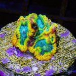 CoralAuction16_8b27c880-de01-4c36-8a9b-b548c4dae519.jpg