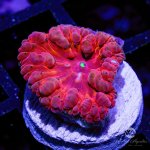 CoralAuction38_386368c5-ccab-483e-b599-ba15416444df.jpg