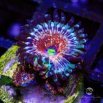 CoralAuction35_98a84977-3f22-4a60-8ca2-73e58350bb33.jpg