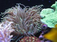 Nobubbles7-25-07048.jpg