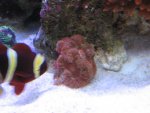 Nobubbles7-25-07044.jpg