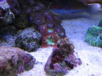 Nobubbles7-25-07043.jpg