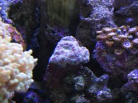 Nobubbles7-25-07042.jpg
