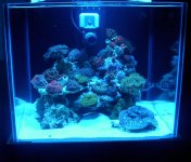 new tank actinics .jpg