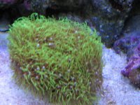 Nobubbles7-25-07035.jpg