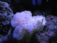 Nobubbles7-25-07034.jpg