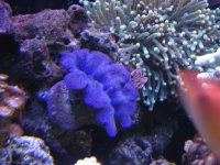 Nobubbles7-25-07031.jpg