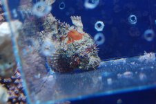 scorpionfish.jpg