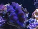 Nobubbles7-25-07029.jpg