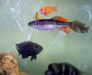 Fish from Philli Needs ID P1040816 copy.jpg