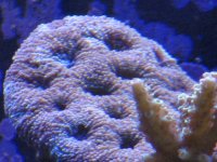 Nobubbles7-25-07022.jpg