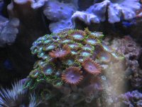 Nobubbles7-25-07017.jpg