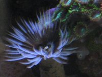 Nobubbles7-25-07016.jpg