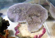 purple pylop monti .jpg