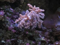 Nobubbles7-25-07013.jpg
