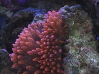 Nobubbles7-25-07009.jpg