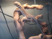 my dragon 001.jpg