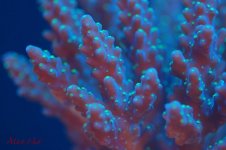 DSC_0013.jpg