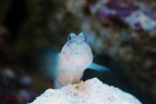 DSC_0032.jpg