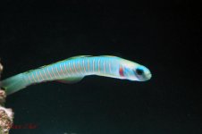 DSC_0170.jpg