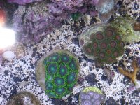 zoas.jpg