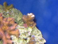 pocillopora.jpg