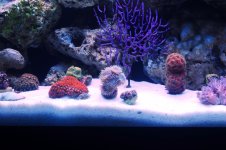 DSC_0775.JPG