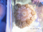 anemone.gif