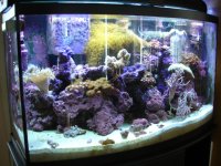 Randy's Tank 002.jpg