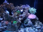 new corals 005.jpg