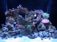 new corals 006.jpg