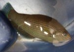 Dusky Wrasse 092.jpg