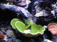 Frag Swap 08 004.jpg