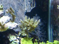 Frag Swap 08 008.jpg