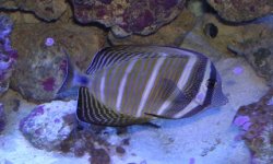 Sailfin.jpg
