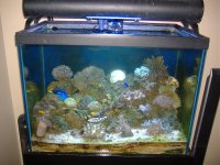 reef tank 004.jpg