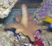 finger leather 3.jpg