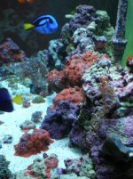 reef tank 2 pix 059.jpg