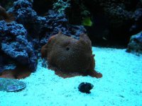 2007 red shrooms 5.JPG